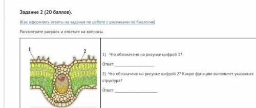 1)Что обозначено на рисунке цифрой 1? 2)Что обозначено на рисунке цифрой 2? Какую функцию выполняет