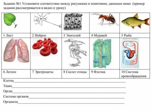 Установите соответствие между рисунками и понятиями данными ниже БИОЛОГИЯ 7 КЛАСС​