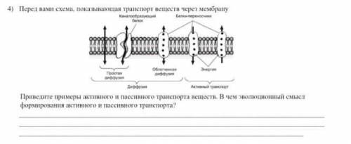 Перед вами схема, показывающая транспорт веществ через мембрану Прока Приведите примеры активного и