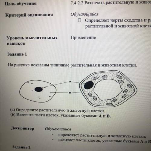 Задание 1 На рисунке показаны типичные растительная и животная клетки. да. (а) Определите растительн