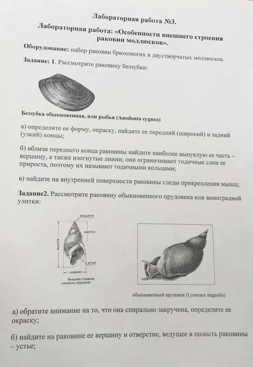 с лабораторной работой, особенности строения и жизни моллюсков