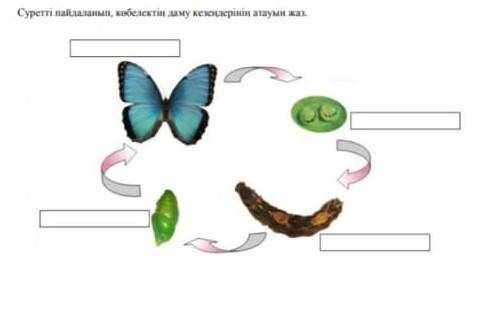 Суретті пайдаланып, көбелектің даму кезеңдерінің атауын жаз.​