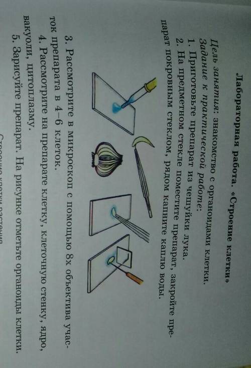 лабораторная работа по биологии​