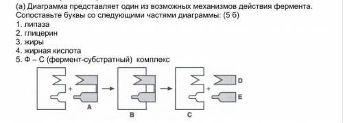 Диаграмма представляет один из возможных механизмов действия фермента. Сопоставьте буквы со следующи