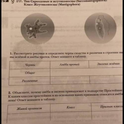 Сделайте вывод по результатам сравнения инфузории-туфельки и амебы протей