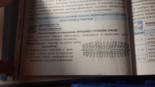 Рассмотрите верхний и нижний зубные ряды и определите виды зубов, особенности их внешнего строения и