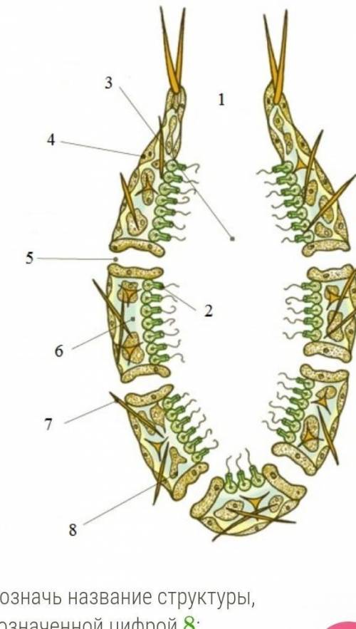 Обозначь название структуры, обозначенной цифрой 8: ребят умоляю​