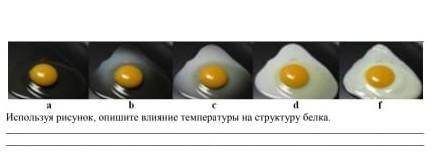 Опишите влияние температуры на белок​