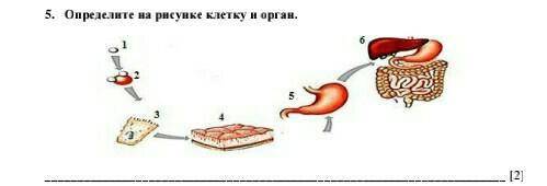 5. Определите на рисунке клетку и орган. у меня соч​