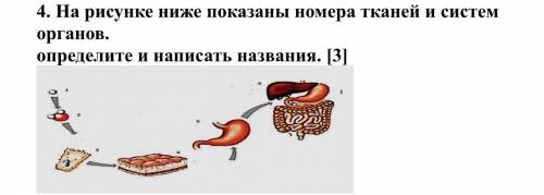 На рисунке ниже показаны номера тканей и систем органов. определите и написать названия. надо..