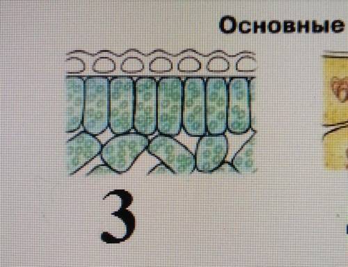 Какая ткань обозначена цифрой 3? надо ответьте​