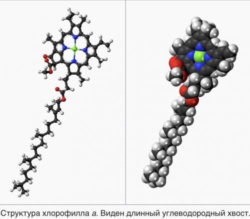 От каких атомов зависит зелёная окраска хлорофилла?​