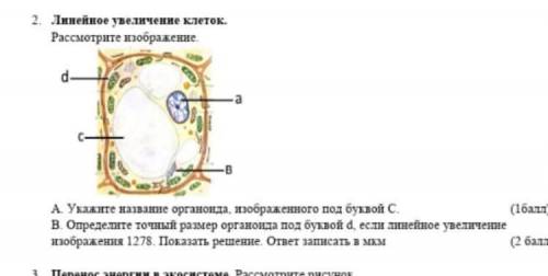 Линейное увеличение клеток. Рассмотрите изображение. А. Укажите название органоида, изображенного п