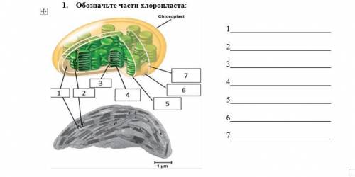 Обозначьте части хлоропласта: