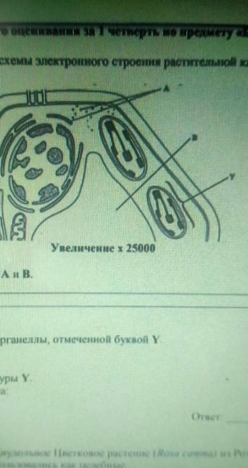 1. На рисунке показала часть схемы электронного строения растительной клетки. (а) Назовите органеллы