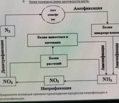 Предложите основные причины прохождения процессов нитрификации и денитрификации​