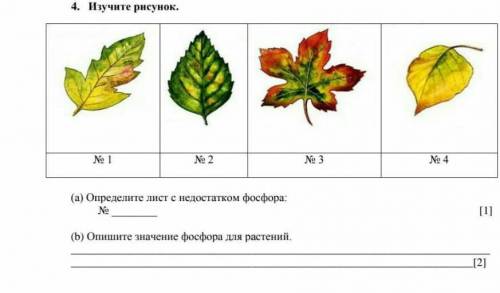 Соч по беологии 7 класс