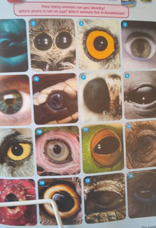 How many animals can you identify?Which photo is not an eye? Which animals live in Kazakhstan?​