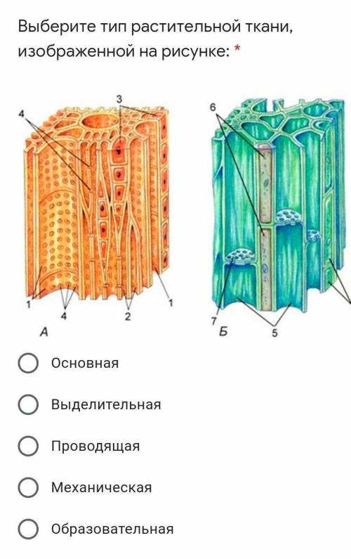 Выберите тип растительной ткани, изображенной на рисунке