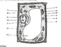 СОЧНа рисунке изображена клетка.Охарактеризуй органоид под цифрой78​
