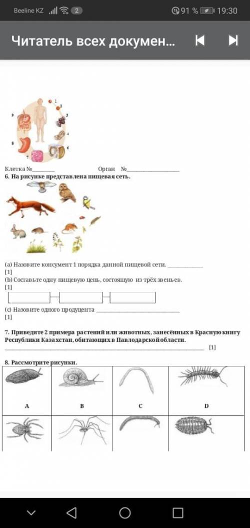 и 7 задание. Пищевая цепь