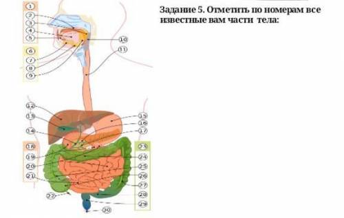 Отметить по номерам все известные вам части тела: 4б​