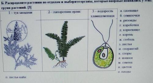 Б. Распределите растения по отделам и выберите органы, которые впервые появились у этих групп растен