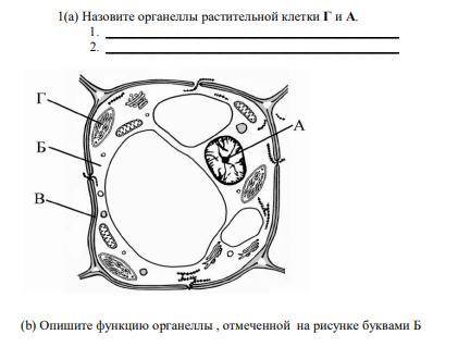 1(а) Назовите органеллы растительной клетки Г и А. 1. 2. (b) Опишите функцию органеллы , отмечен