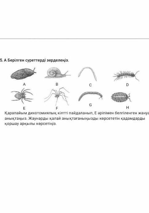 Берілген суреттерді зерделеңіз