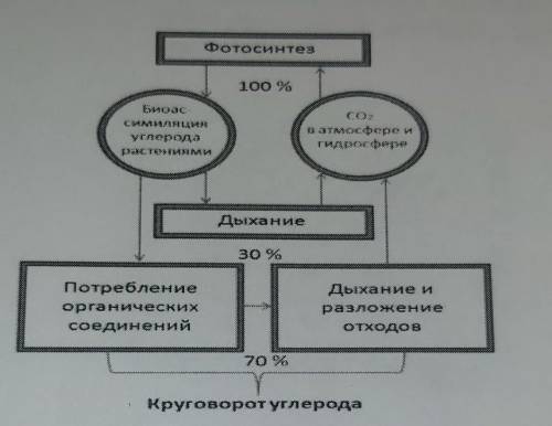 Ниже показана схема круговорота углерода. Предложите основные причины прохождения процессов биоассим