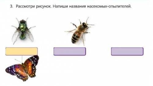 Рассмотри рисунок,напиши названия насекомых-опылителей​