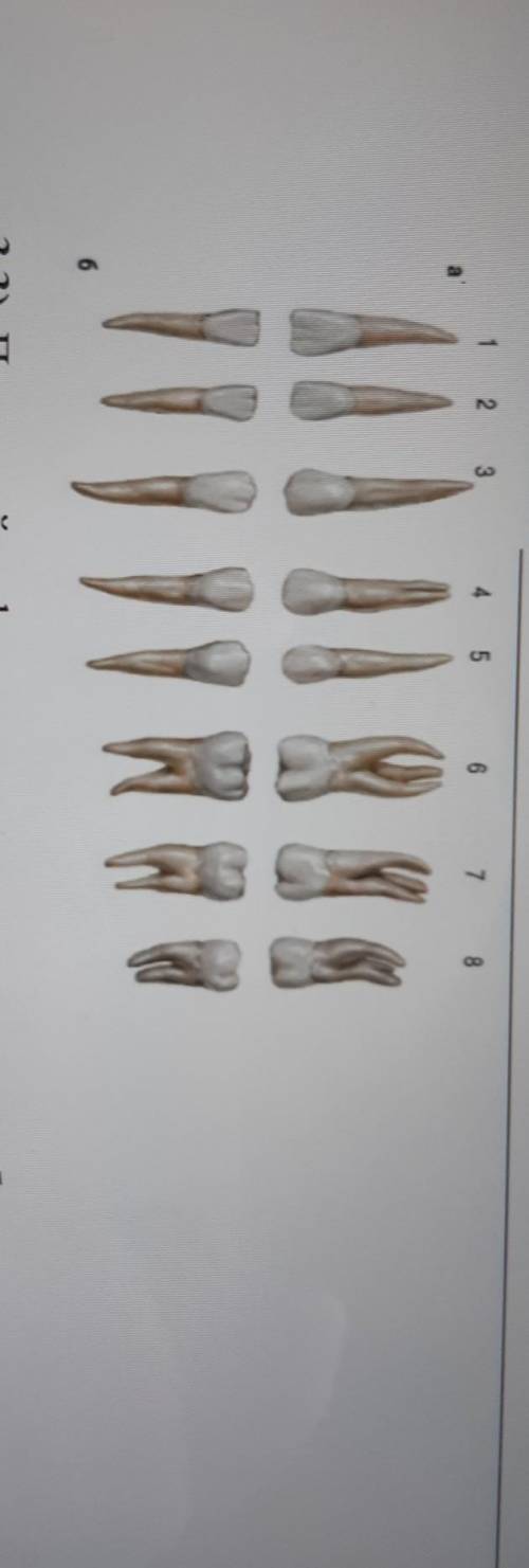 3.3). Под какой цифрами находятся коренные зубы. Посмотрите внимательно на рисунок. Опишите, как фор
