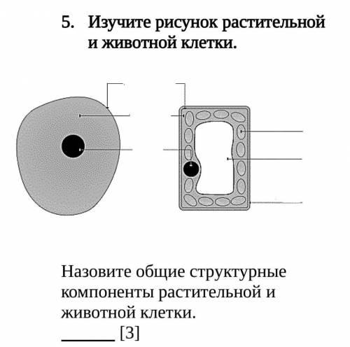 Изучите рисунок растительной и животной клетки. Назовите общие структурные компоненты растительной и