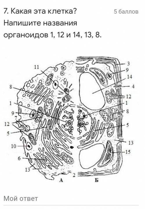 Акая это клетка? напиши название органоидов 1,12 и нужно! ​