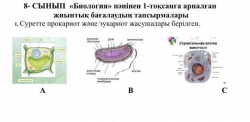 Суретте прокариот және эукариот жасушалары берілген прокариот жасушасын белгілеңіз​