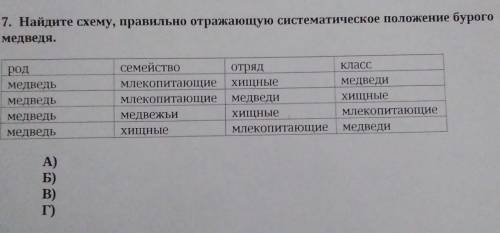 7. Найдите схему, правильно отражающую систематическое положение бурогомедведя.​