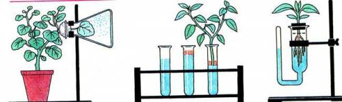 А. Какой процесс, происходящий в растениях, демонстрируют эти опыты? В. Какое значение имеет этот пр