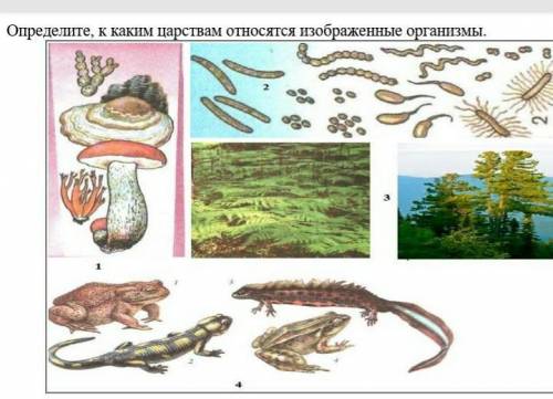 1. Определите, к каким царствам относятся изображенные организмы. 1 2 3 4 Царство ​