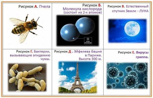 4. Установите соответствие, какие из объектов на рисунках относят к микромиру, а какие к макромиру.