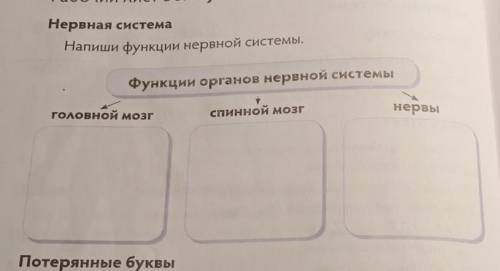 Нервная система Напиши функции нервной системы.Функции органов нервной системынервыспинной мозгголов