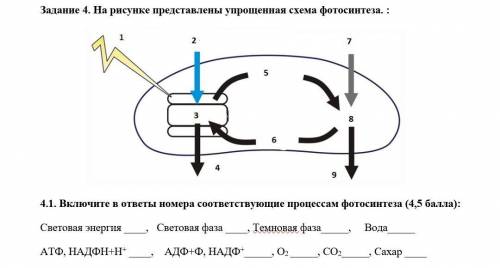 Включите в ответы номера соответствующие процессам фотосинтеза Заранее огромное ​