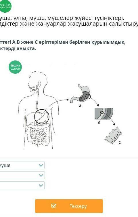 Определи структурные единицы,представленные на рисунке буквами А, В и С​