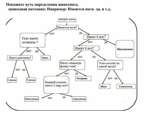 Покажите путь определения животного записывая поэтапно : например имеются ноги да и т.д​