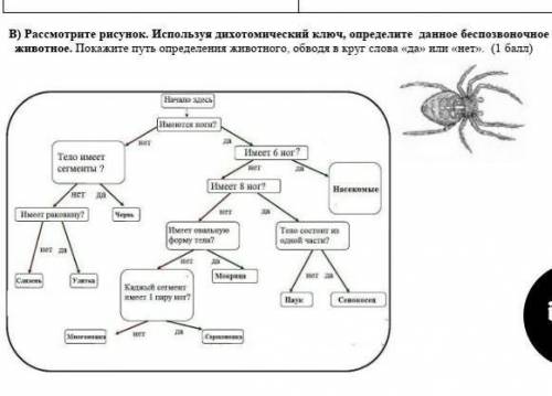 Рассмотрите рисунок. Используя дихотомический ключ, определите данное беспозвоночное животное. Покаж