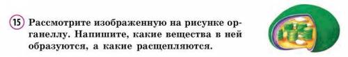 Напишите названия структур, в которых происходит: