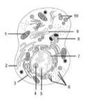 Какие структури клетки Подписаны номерами 2,7