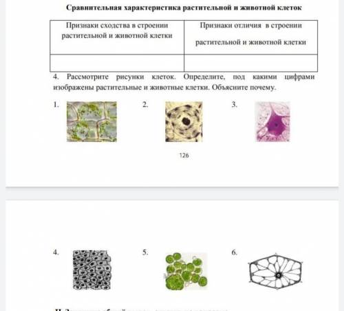 найти по биологии где растительная клетка,а где животная и объясните почему, ​