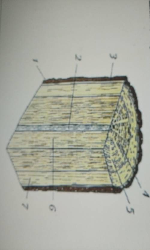 Решите надпишите составляющие древесины​ ☝️_(°∆°)_/