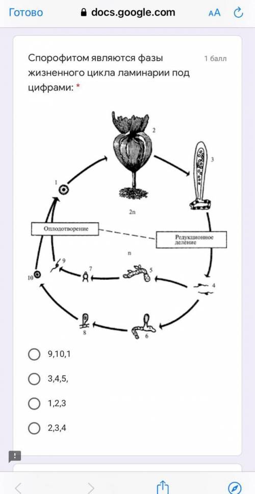 Спорофитом являются фазы жизненного цикла ламинарии под цифрами: