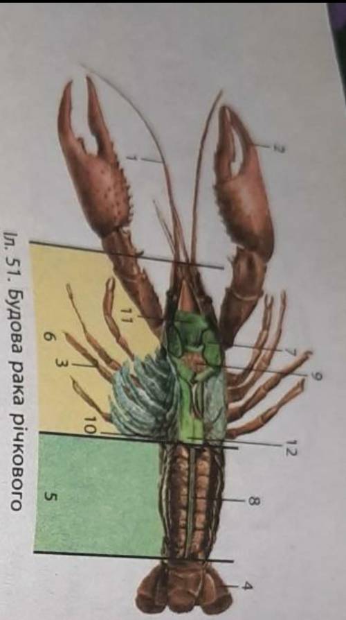 Розгляньте малюнок будови рака річкового (іл. 51). Заповніть таблицю, назвавши позначені частини тіл